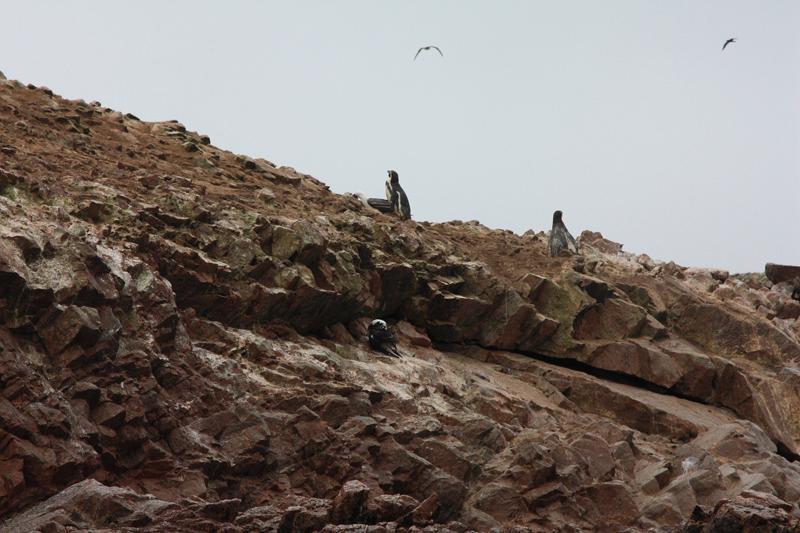 1139-Isole Ballestas,19 luglio 2013.JPG